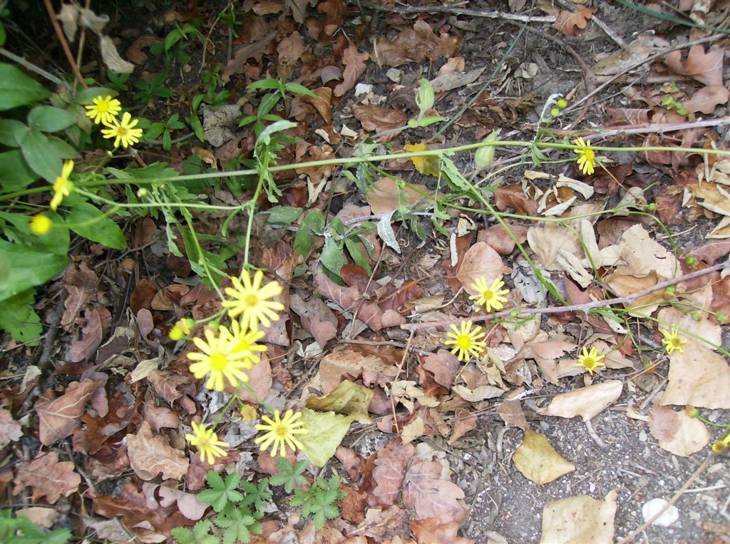 Senecio aquaticus